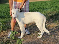 maremman abruzzese shepherd dog puppy